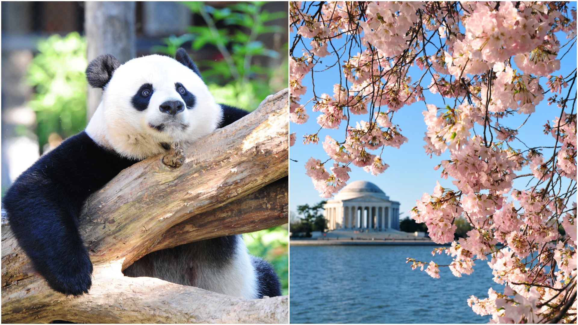 Peak DC day | Panda pregnancy potential and cherry blossom news | wusa9.com